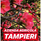 Tampieri Vivai - Garden