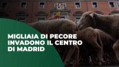Migliaia di pecore invadono il centro di Madrid