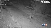 Il "furbetto"a quattro zampe