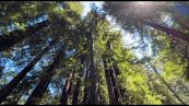 Armstrong Redwoods: la cattedrale verde delle sequoie millenarie