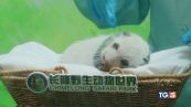 Panda e tigri, buone notizie