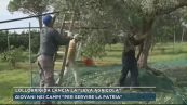 Il ministro Lollobrigida lancia la "leva agricola"