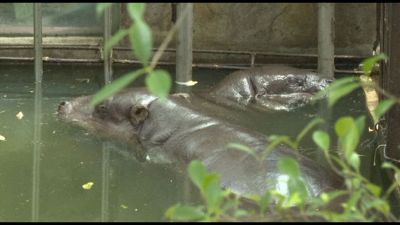 Thailandia, l'ippopotamo pigmeo star Moo Deng festeggia un anno