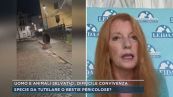 Animali selvatici nelle zone abitate, parla Michela Vittoria Brambilla