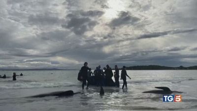 Il mistero delle balene spiaggiate