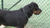 Roma, fratellini azzannati dal rottweiler della nonna