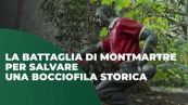 La battaglia di Montmartre per salvare una bocciofila storica