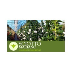 Vivai Eredi Sciotto Mariano logo