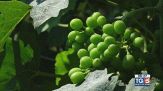 Gusto di Vino: una sperimentazione agronomica