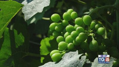 Gusto di Vino: una sperimentazione agronomica