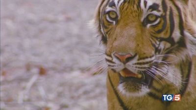 "Ci sono più tigri", ma la specie rischia