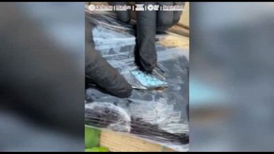 Il Messico sequestra 32 chili di fentanyl nascosti tra i cactus