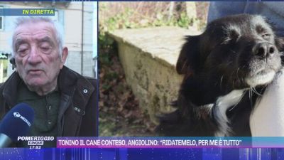 Tonino il cane conteso, Angiolino: "Ridatemelo, per me è tutto"