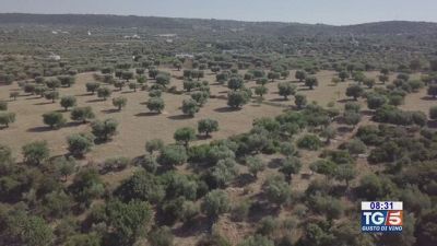 Puglia, terra di ulivi