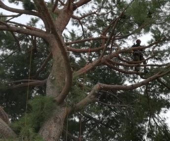 IL BOSCHETTO GIARDINAGGIO TREE CLIMBING