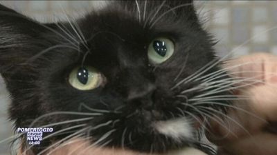 Seppellire gli animali domestici con i padroni: a Milano si può