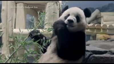 A Washington tornano i panda giganti: arrivano Bao Li e Qing Bao