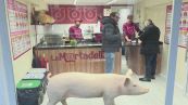 A Padova islamici contro un maiale di plastica in vetrina, "ci offende"