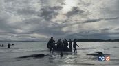 Il mistero delle balene spiaggiate