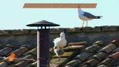 Gabbiani, inviati fantasma e balli: il Conclave dei social