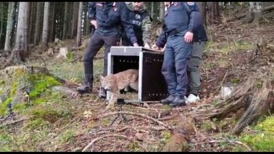 La lince Luna arriva nella foresta di Tarvisio