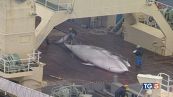 Islanda, altri 5 anni di caccia alle balene