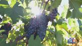Gusto DiVino: i vini pugliesi