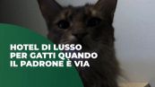 Hotel di lusso per gatti quando il padrone è via