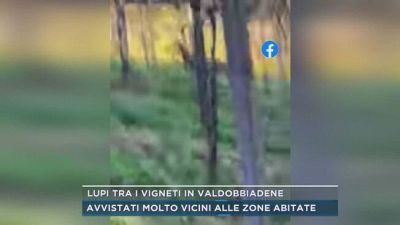 Lupi tra i vigneti in Valdobbiadene