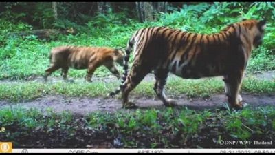 Thailandia, liberati dei cervi nella giungla per salvare le tigri