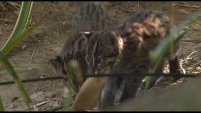 Gattini pescatori nati in Francia, evento eccezionale per una specie a rischio