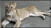 Allo zoo di Tama a Tokyo morte tre leonesse, forse per colpo di calore