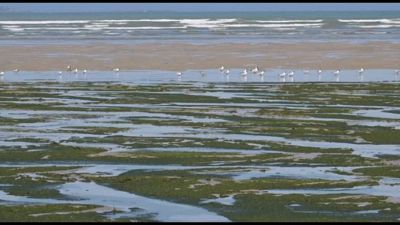 Chiuse spiagge della Cotes-d'Armor in Bretagna invase da alghe verdi