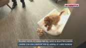 Milano, hotel di lusso per gli amici a quattro zampe