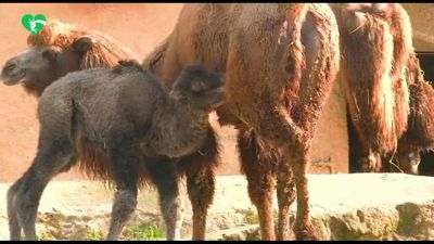 Al Bioparco di Roma è nato Frosy, un piccolo cammello della Battriana
