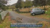 Allarme lupi in molte zone d'Italia