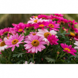 Fiorista Il Petalo logo