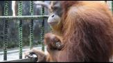 La straordinaria nascita di un cucciolo di orango in Indonesia