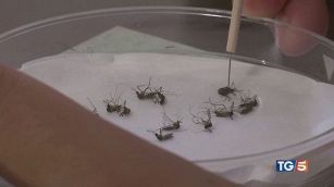 2 morti per West Nile "Ma nessun allarme"