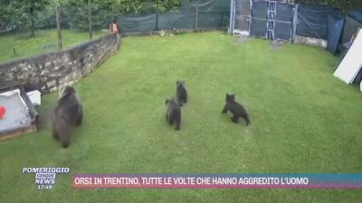 Orsi in Trentino, tutte le volte che hanno aggredito l'uomo