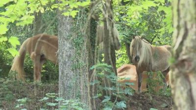 Val Seriana, a Selvino turisti contro un cavallo col campanaccio