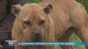La veterinaria: "Rottweiler pericolosi per i bambini"