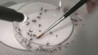 Febbre del Nilo, il bilancio delle vittime è salito a otto