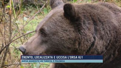 Trento, localizzata e uccisa l'orsa KJ1