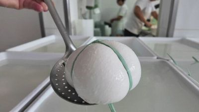 Meglio la mozzarella pugliese di quella campana, la disfida si riapre