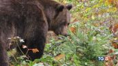 Ucciso l'orso M90, ira degli animalisti