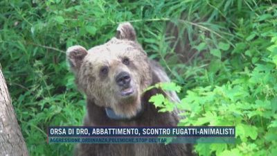 Orsa di Dro, abbattimento: scontro Fugatti-animalisti