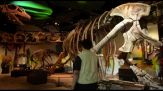 Thailandia, il dinosauro gigante pesa come nove elefanti