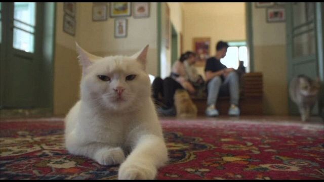 El Miauseum de Teherán, un museo de gatos con 30 felinos de la suerte
