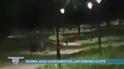 Ravenna, nuovo avvistamento del lupo girovago in città